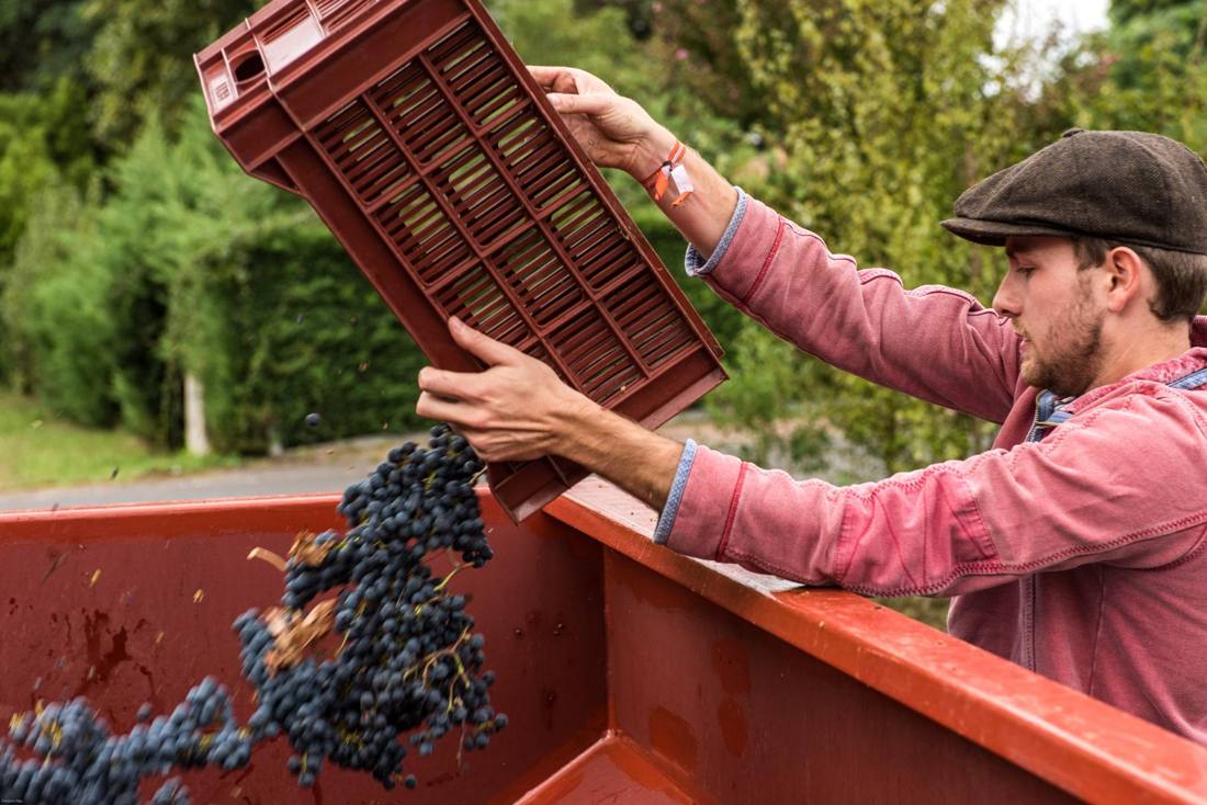 Harvest at a family estate: grapes into the vat
